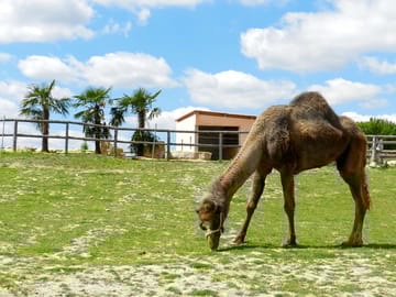 The on-site theme park