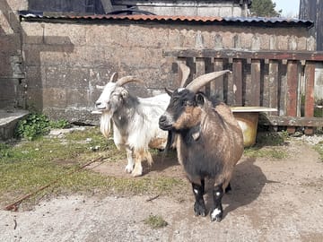 Forest and bubba the goats