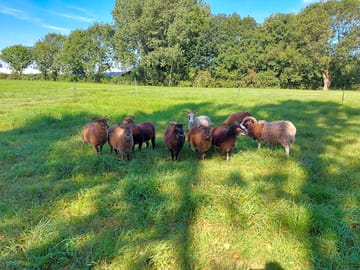 Free-roaming livestock