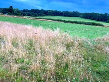 Grass pitches
