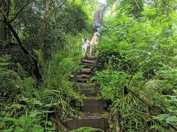 Steps cut into the bank lead steeply down to the stream