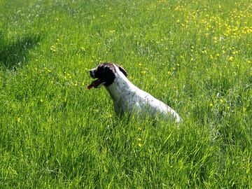 Only friendly dogs allowed here