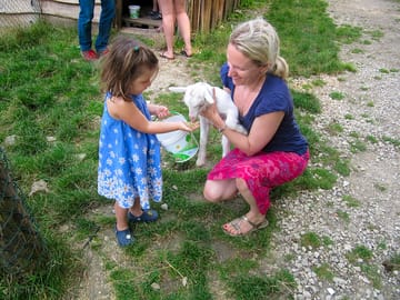 Meet the lambs