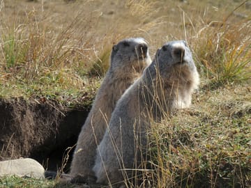 Marmots in the moutain