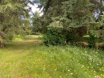Wildflowers all around