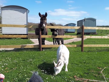 Goats and donkeys