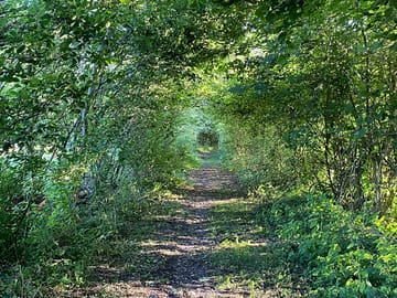 Track to the wild pitches