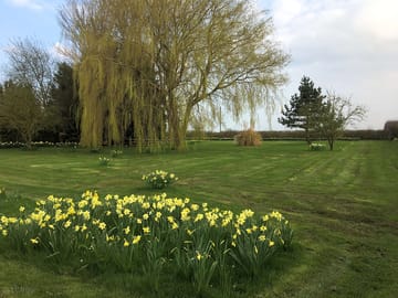 More than 25 varieties of daffodil on site