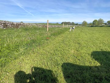 Adult only field