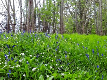 Wild garlic and bluebells