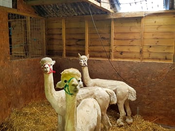 Alpacas on site