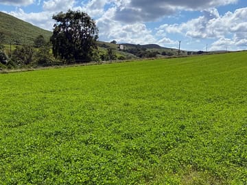 Grassy pitches