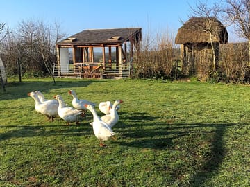 The treveddon farm geese