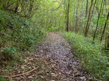 Woodland walk