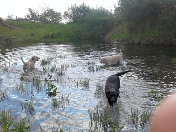 Dogs will be well entertained splashing about