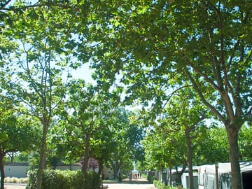 Under the trees
