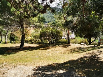Pitches among the trees