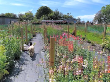 Crumpet the dog taking a walk in the flower farm