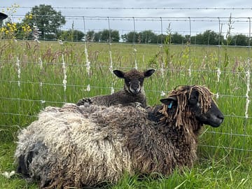 Rare-breed sheep