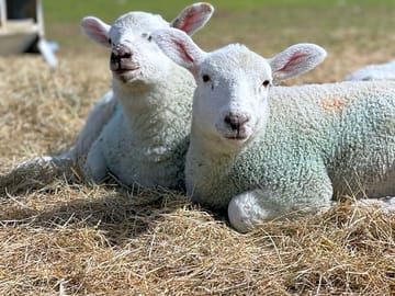 The site's sheep