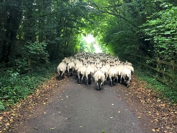 Woolly residents