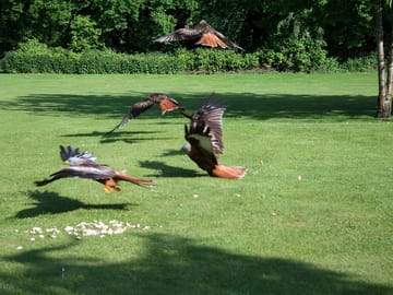 Red kites will come swooping down for any meat left out - beware of your barbecue!