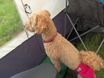 Dogs welcome