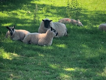 Farm sheep resting in the shade of an oak tree