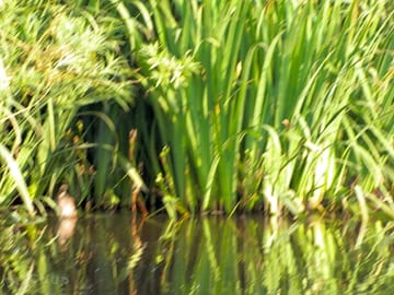 The pond