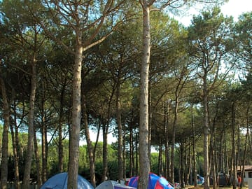 Pitches under maritime pine trees