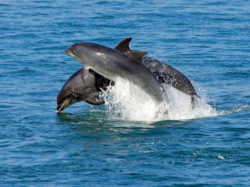 Dolphins in cardigan bay