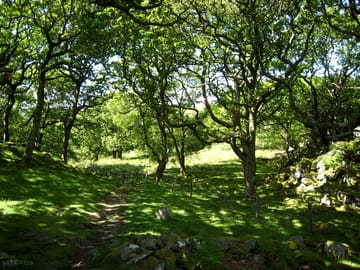 View of woodland walk