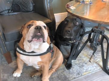 Two of our local fur babies enjoying a pint