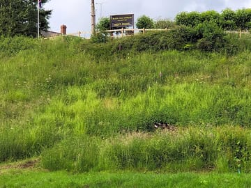 Plenty of greenery