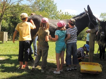 Playing with the donkeys
