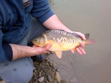 One of our carp in the fishing pond