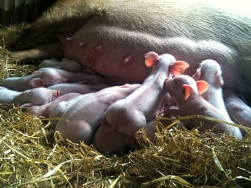 Florence, our middle white sow and litter
