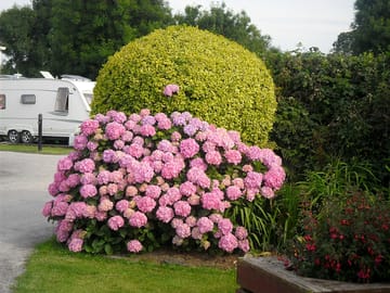 Flowering borders