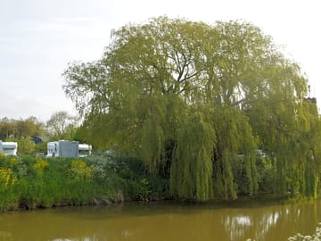 Willow tree on the river