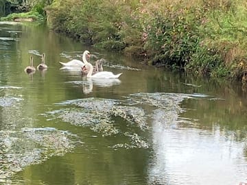 Swans on the river frome