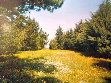 View of the pitches
