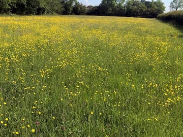 Wildflower meadow