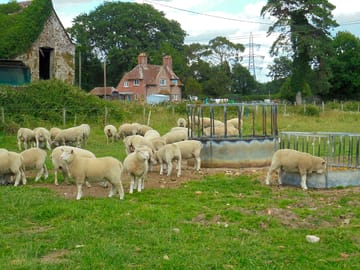 The sheep waiting for their tea
