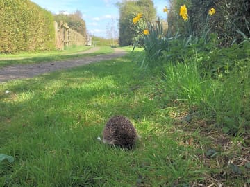 Hedgehogs stay free of charge