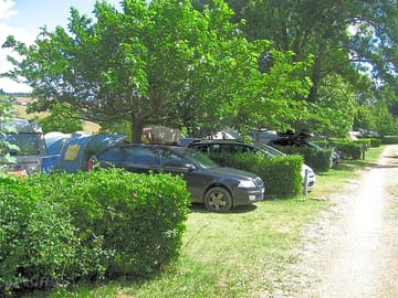 Trees for shade