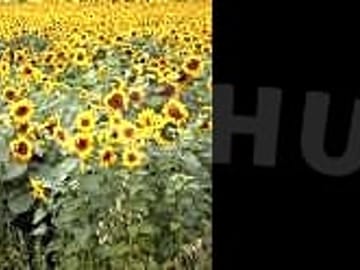 Sunflowers on the farm