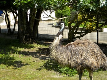 Our emu