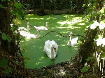 Swans on the marshes in the natural park