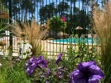 Flowers in bloom