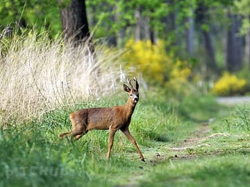 Local wildlife